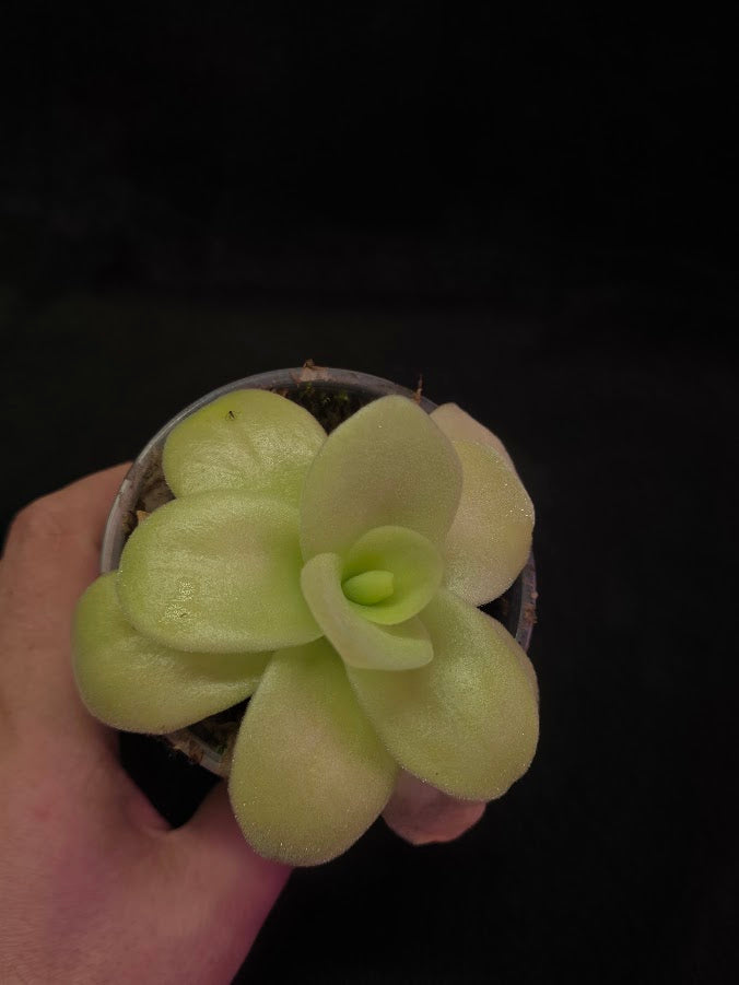 Pinguicula Gigantea #05