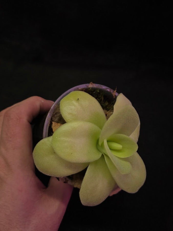 Pinguicula Gigantea #05