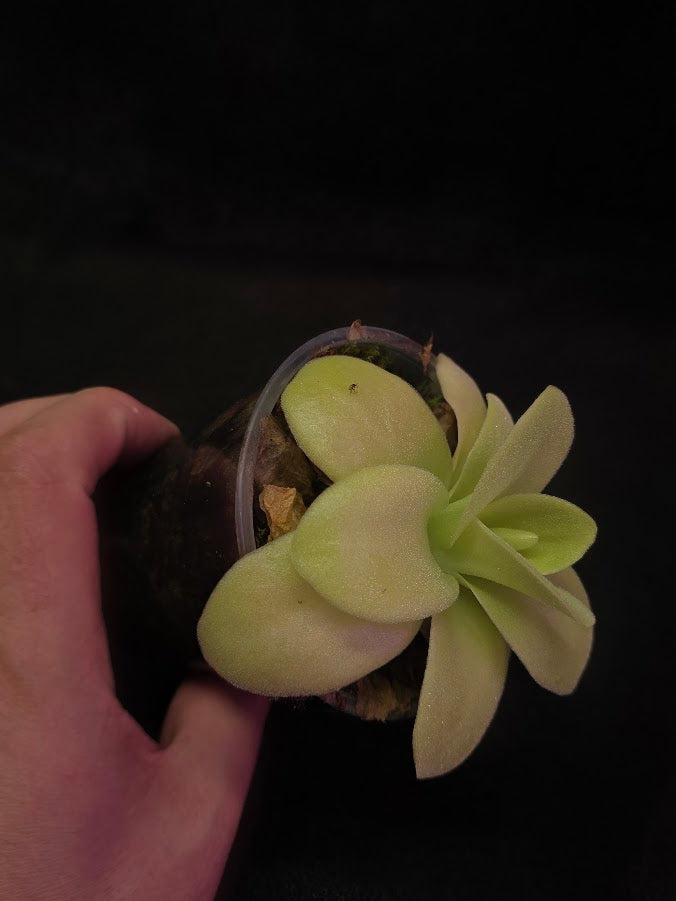 Pinguicula Gigantea #05