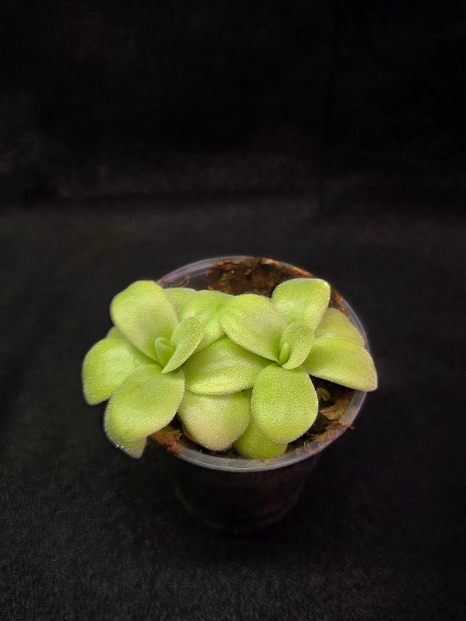Pinguicula Gigantea #06