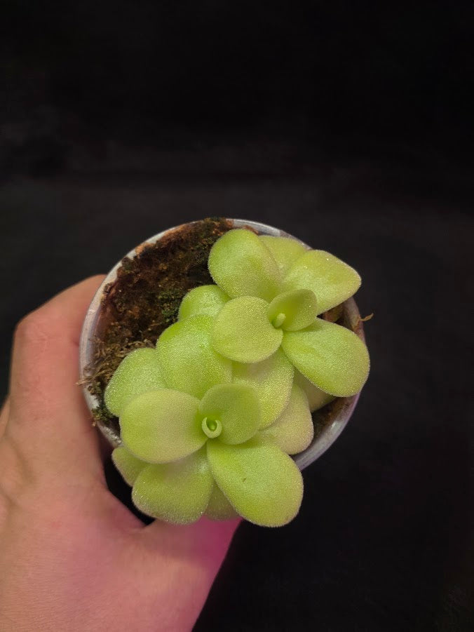 Pinguicula Gigantea #06