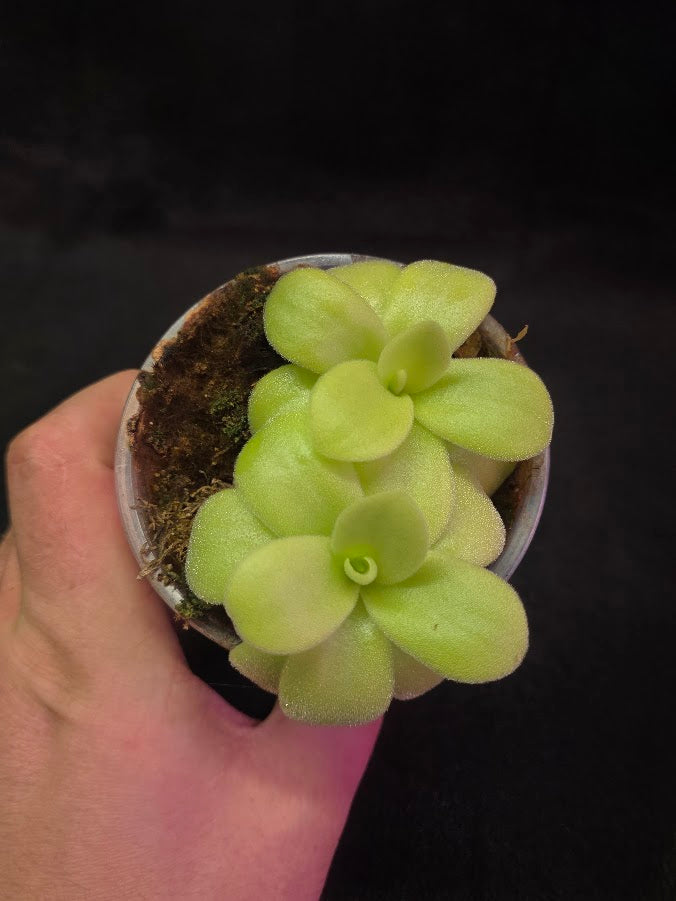 Pinguicula Gigantea #06