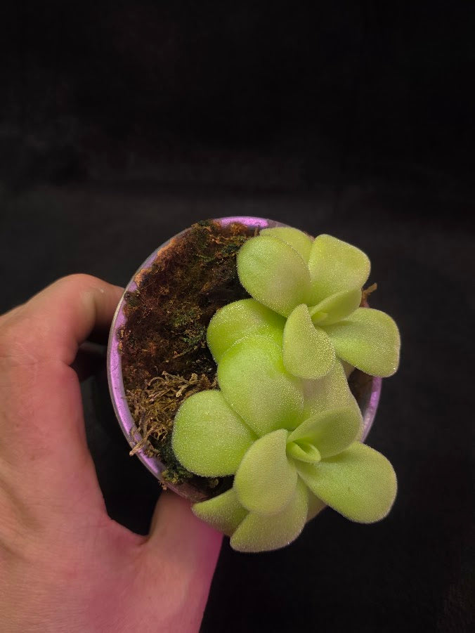 Pinguicula Gigantea #06