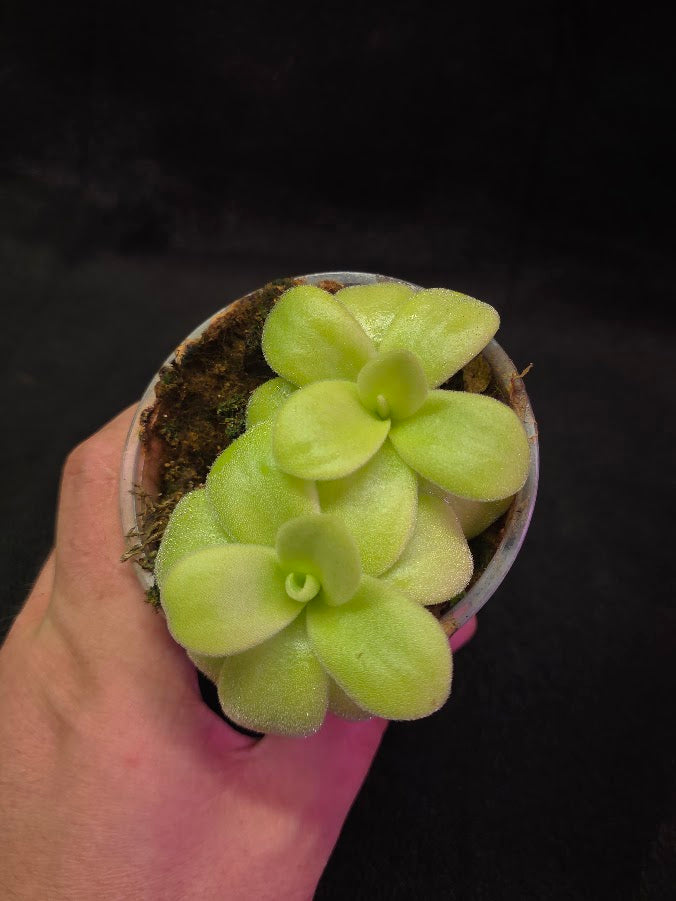 Pinguicula Gigantea #06