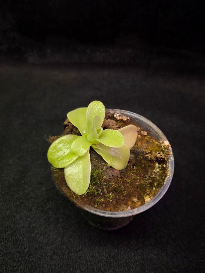 Pinguicula Gigantea #07