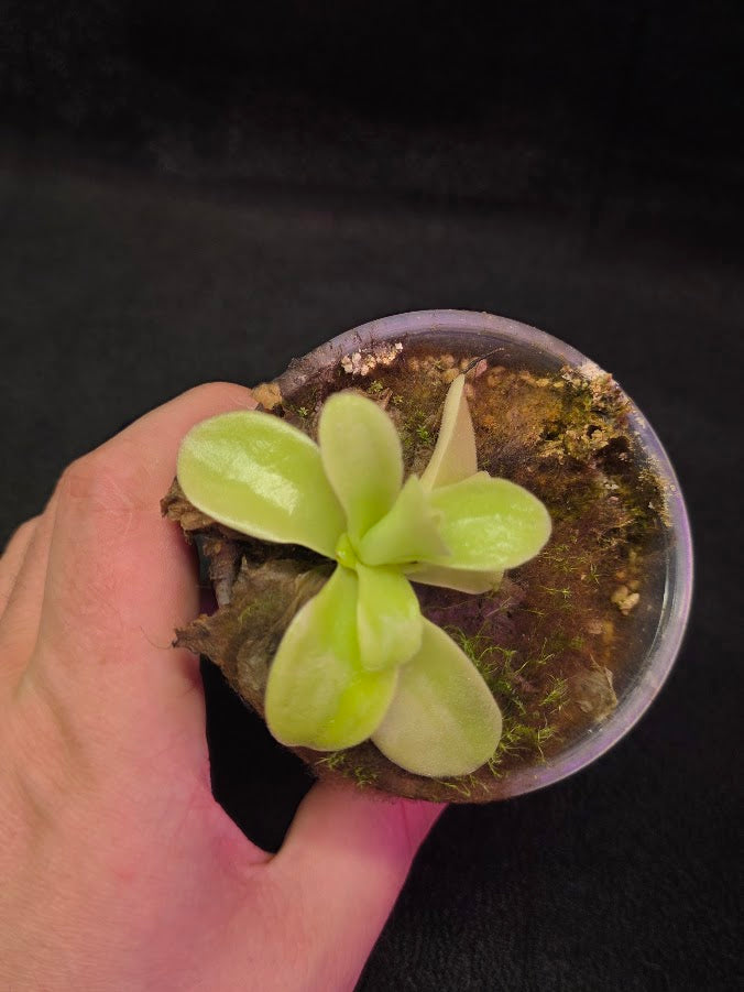 Pinguicula Gigantea #07