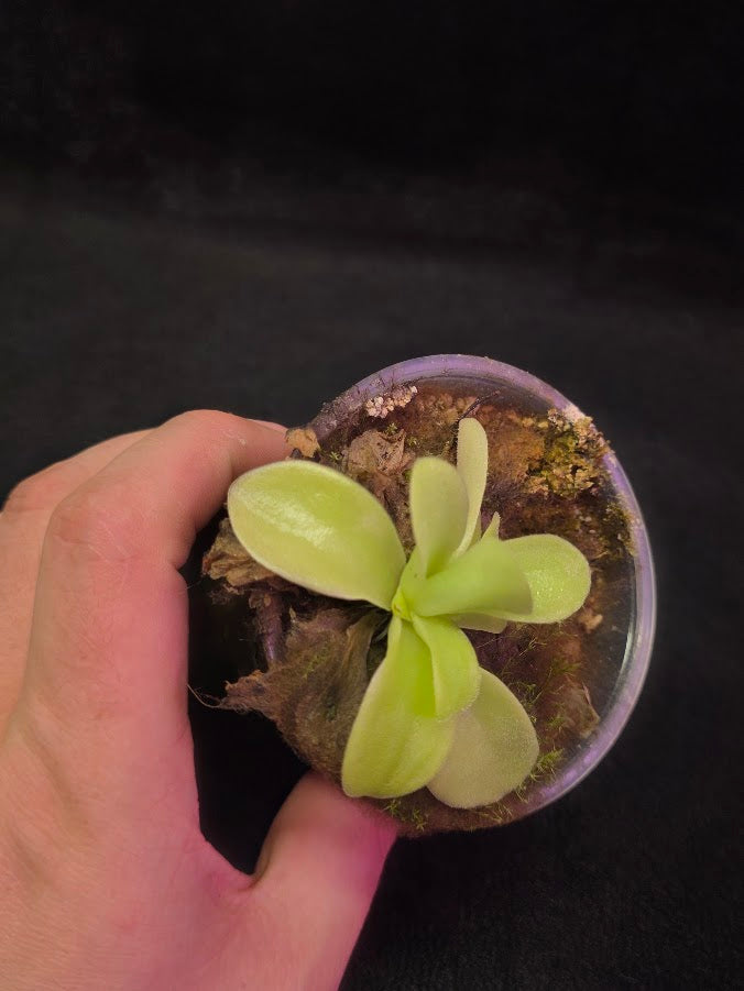 Pinguicula Gigantea #07