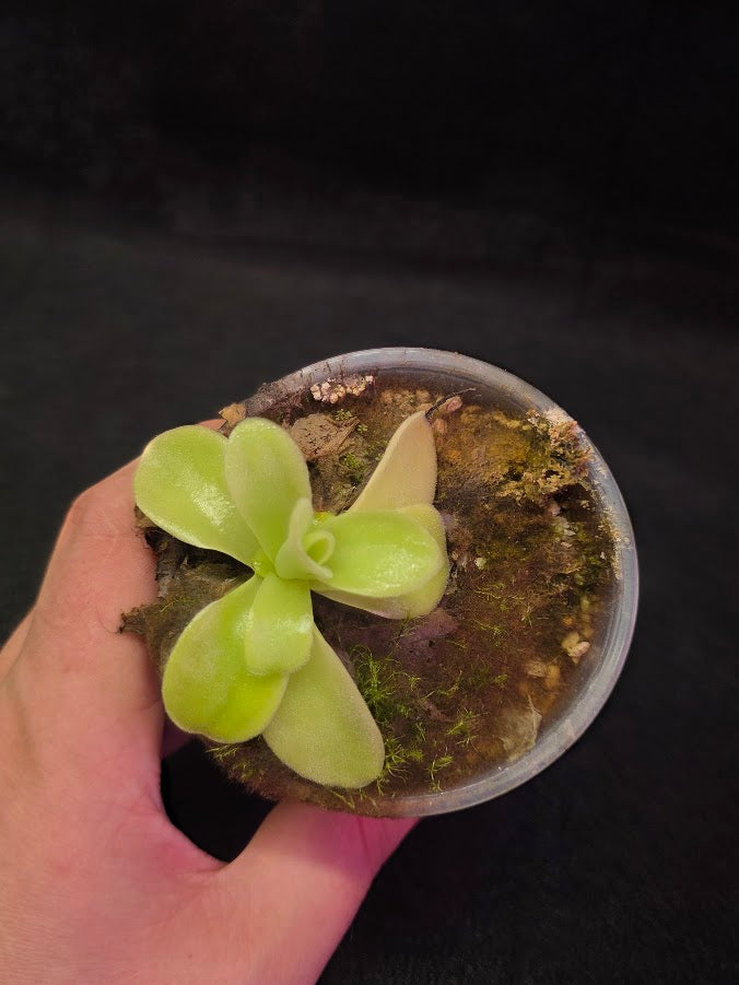 Pinguicula Gigantea #07