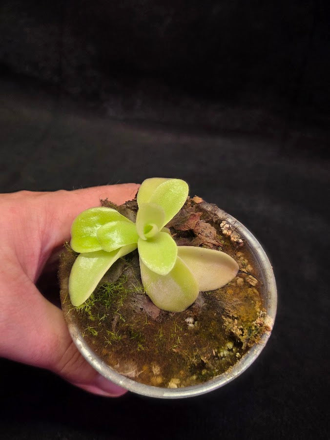 Pinguicula Gigantea #07