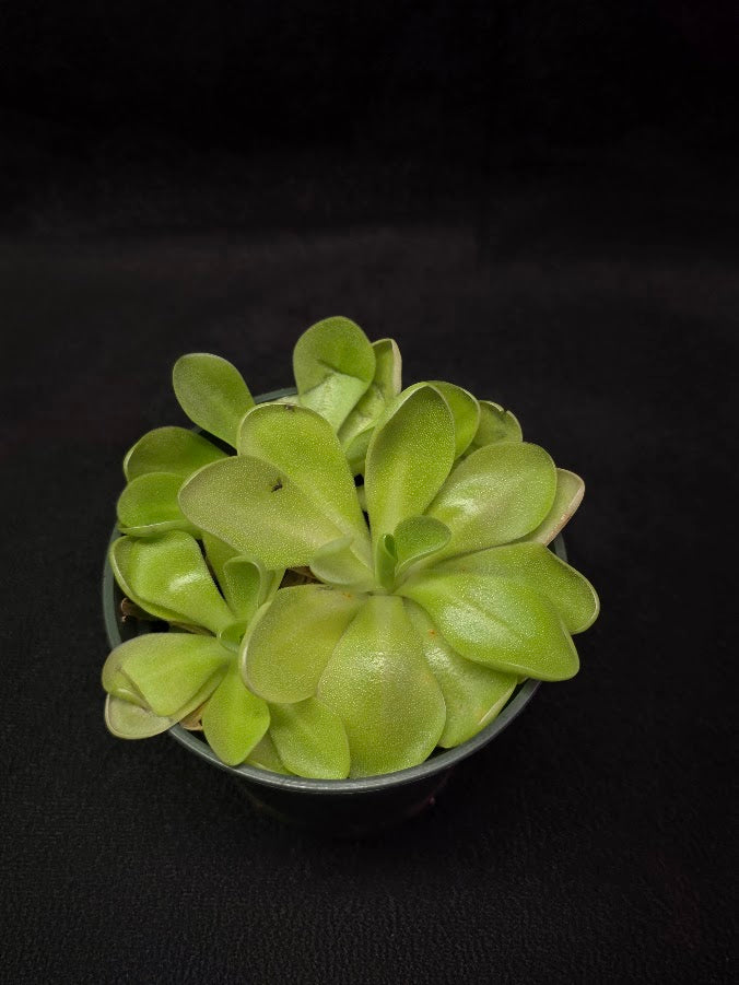 Pinguicula Bugbane #02