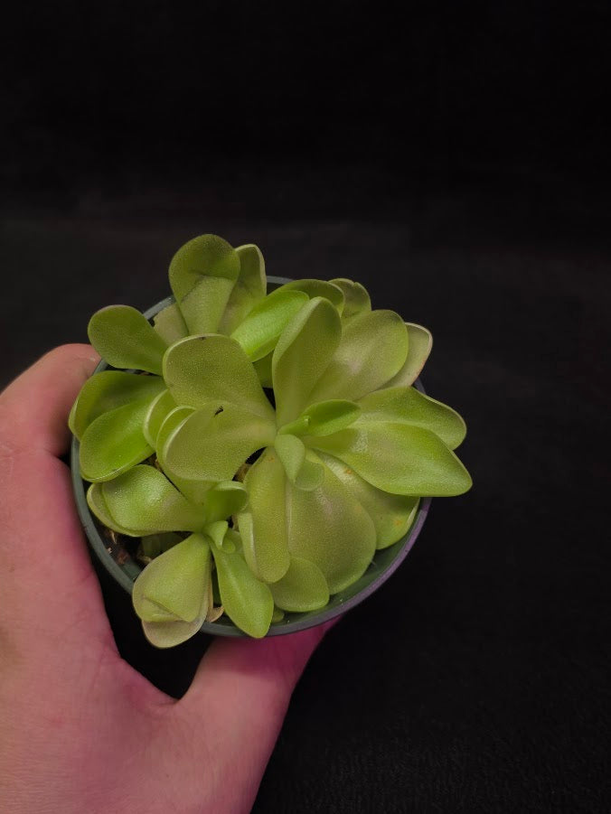 Pinguicula Bugbane #02