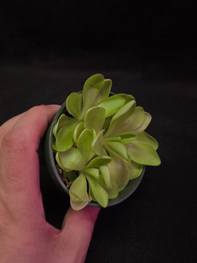Pinguicula Bugbane #02