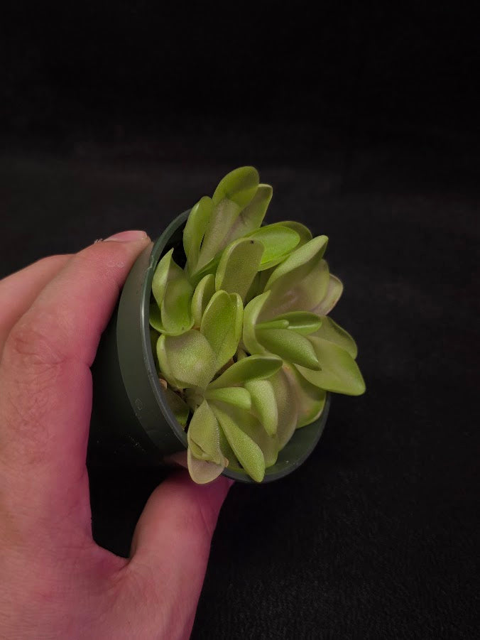 Pinguicula Bugbane #02