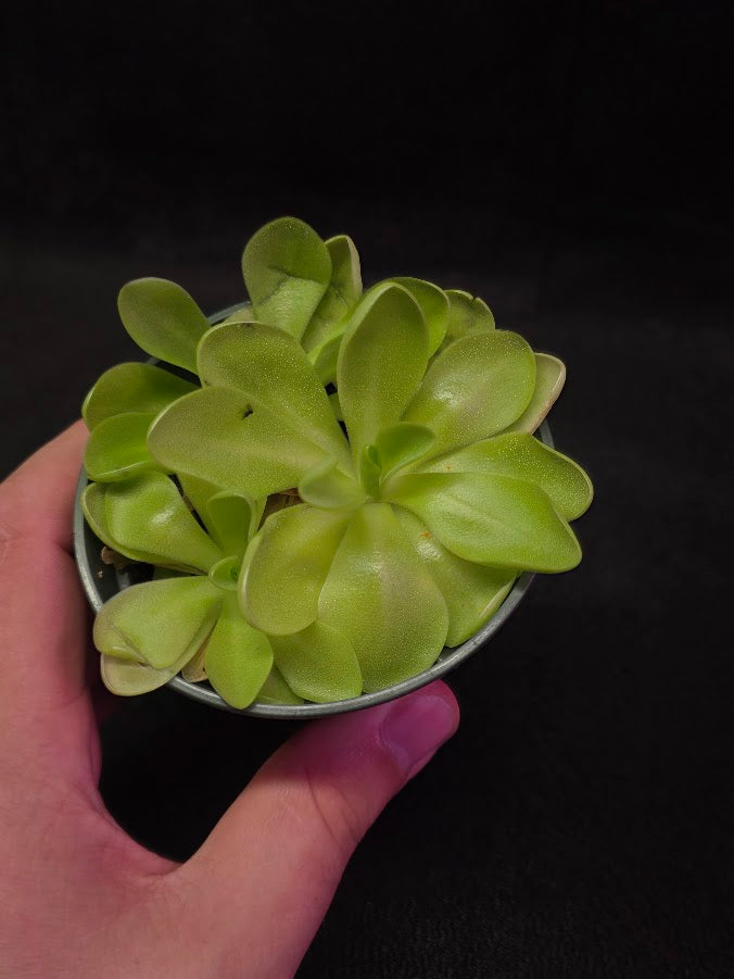 Pinguicula Bugbane #02