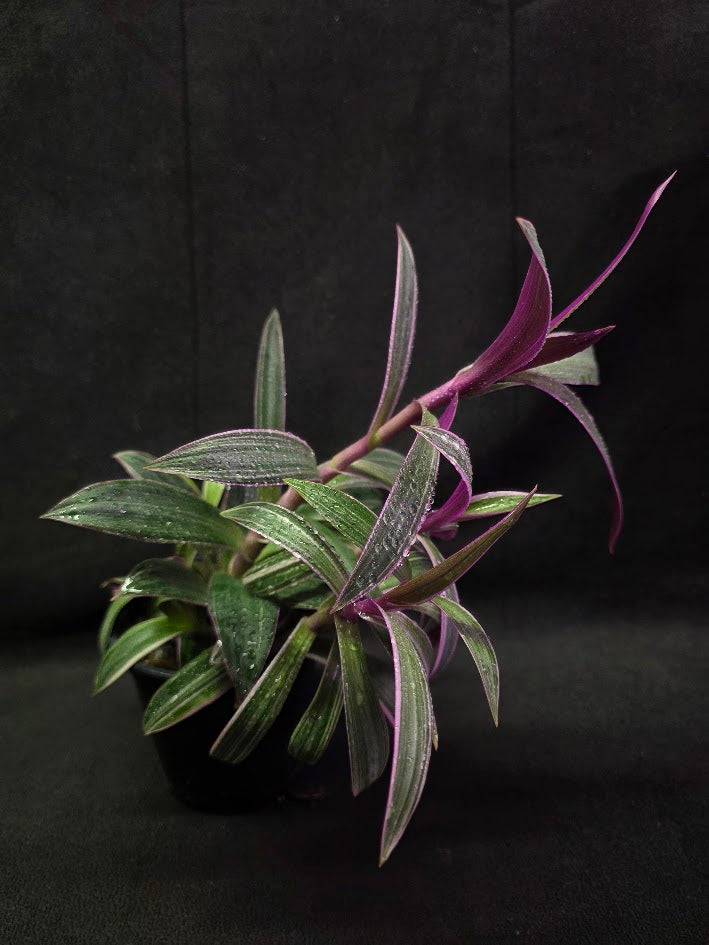 Tradescantia Spathacea Tricolor Rhoeo #01