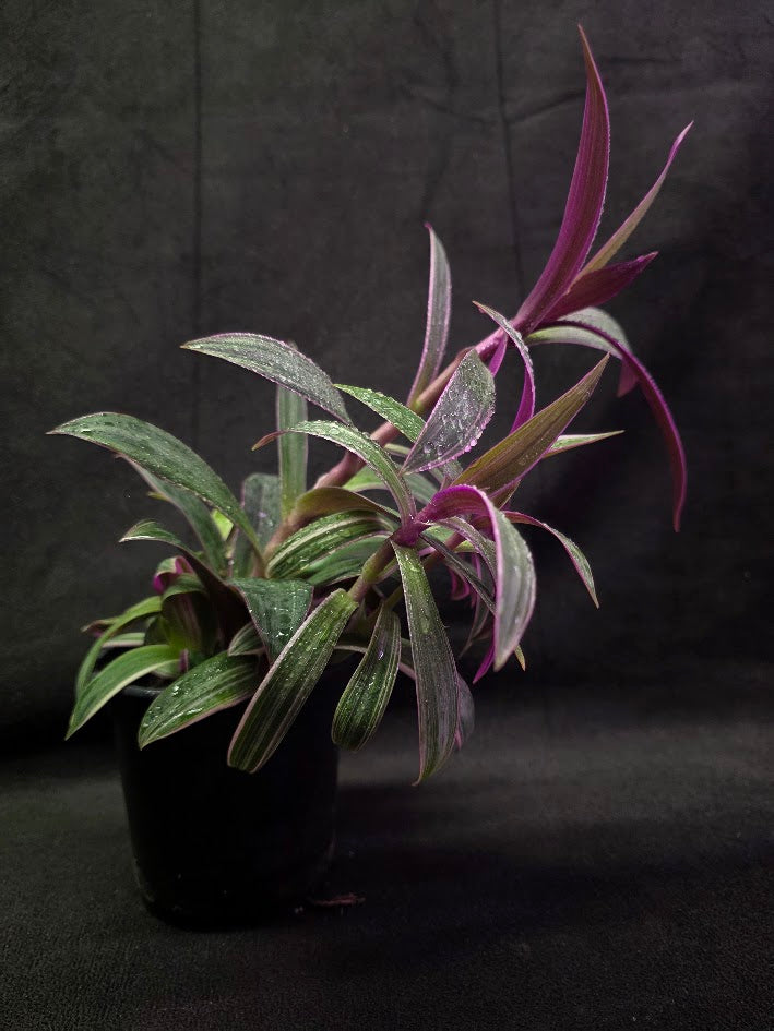 Tradescantia Spathacea Tricolor Rhoeo #01