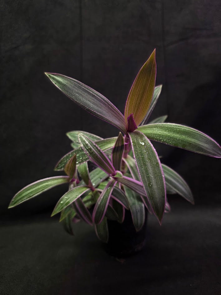Tradescantia Spathacea Tricolor Rhoeo #01