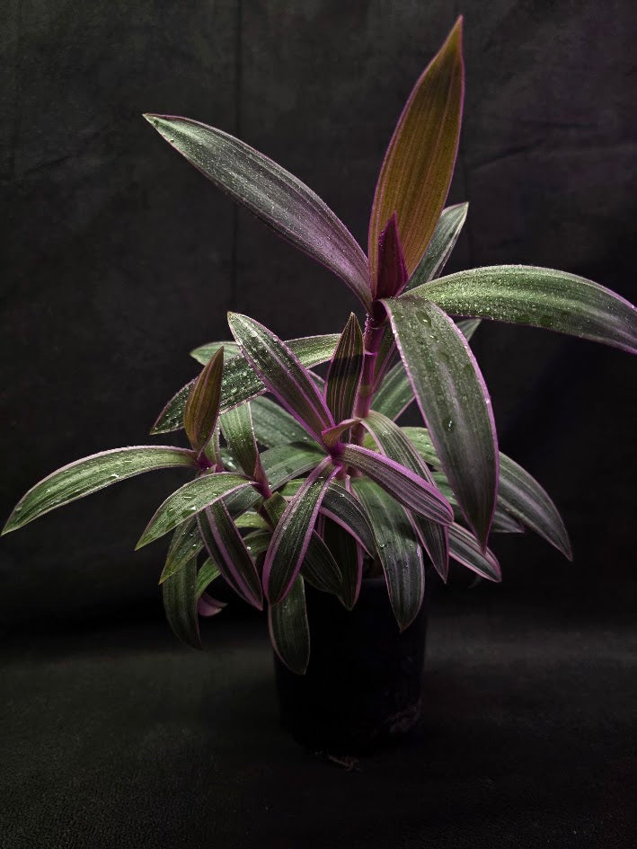 Tradescantia Spathacea Tricolor Rhoeo #01