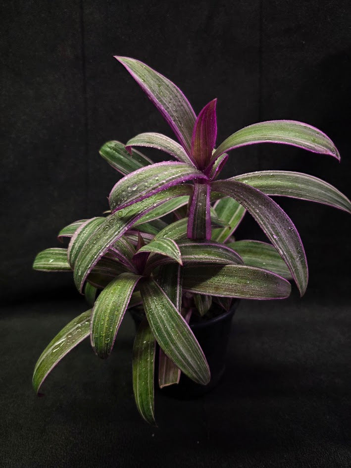 Tradescantia Spathacea Tricolor Rhoeo #02