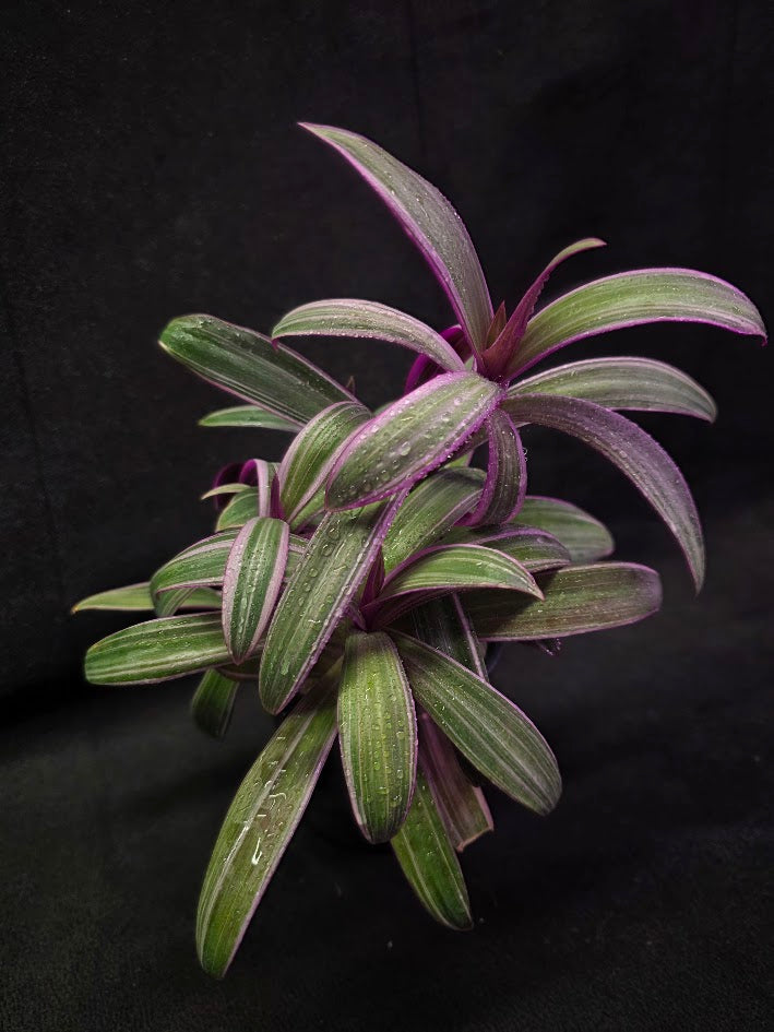 Tradescantia Spathacea Tricolor Rhoeo #02
