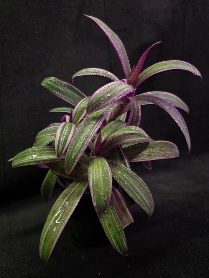 Tradescantia Spathacea Tricolor Rhoeo #02
