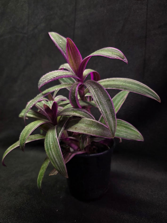 Tradescantia Spathacea Tricolor Rhoeo #02