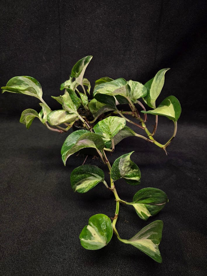 Manjula Pothos #01