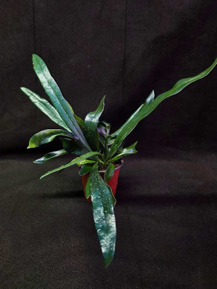 Blue Oil Fern #01
