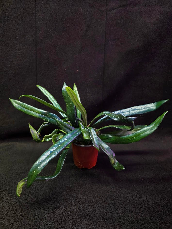 Blue Oil Fern #02