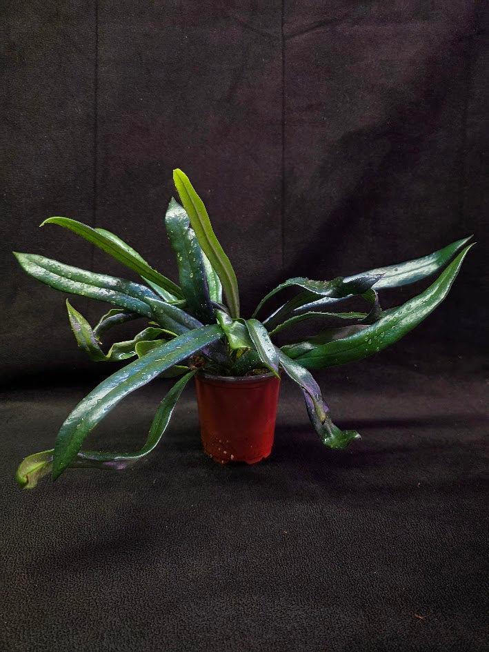 Blue Oil Fern #02