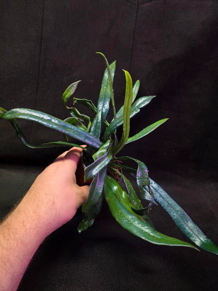 Blue Oil Fern #02