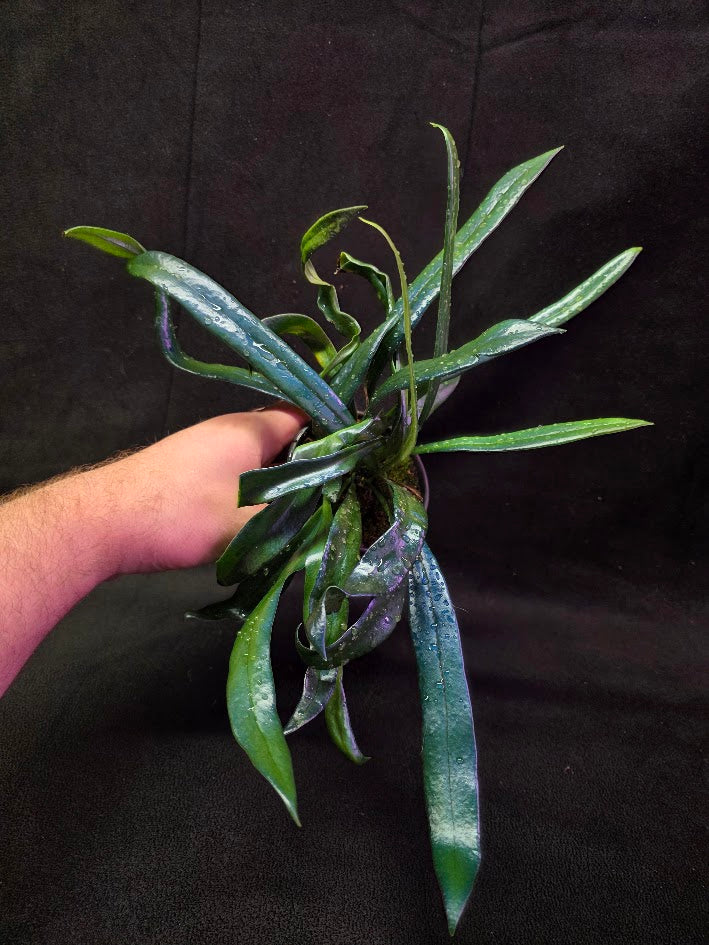 Blue Oil Fern #02