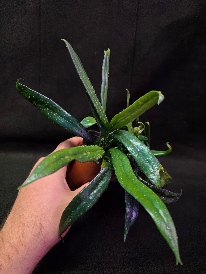 Blue Oil Fern #04