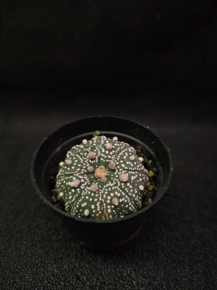 Astrophytum Asterias #01