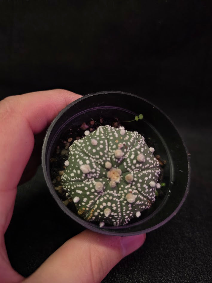 Astrophytum Asterias #01