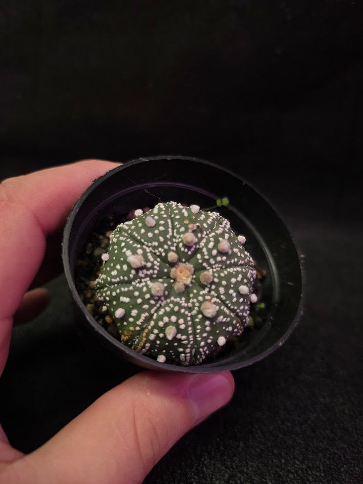 Astrophytum Asterias #01