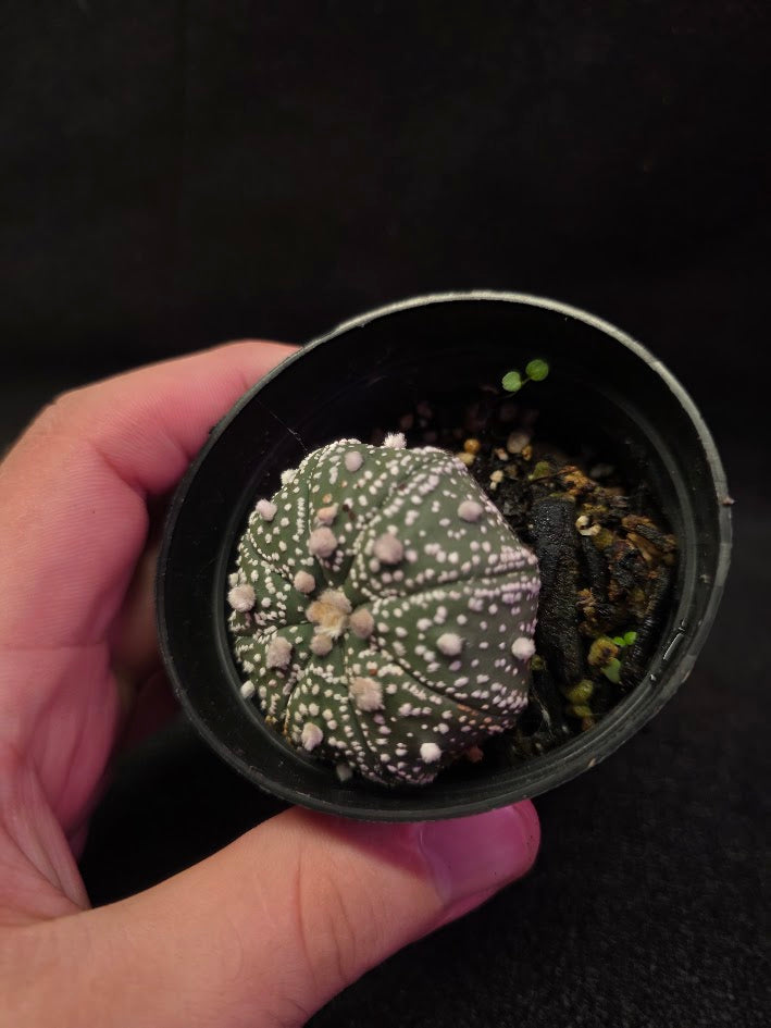Astrophytum Asterias #01