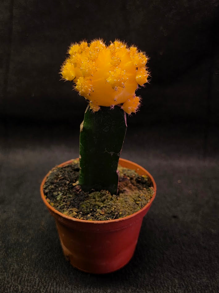 Moon Cactus #02
