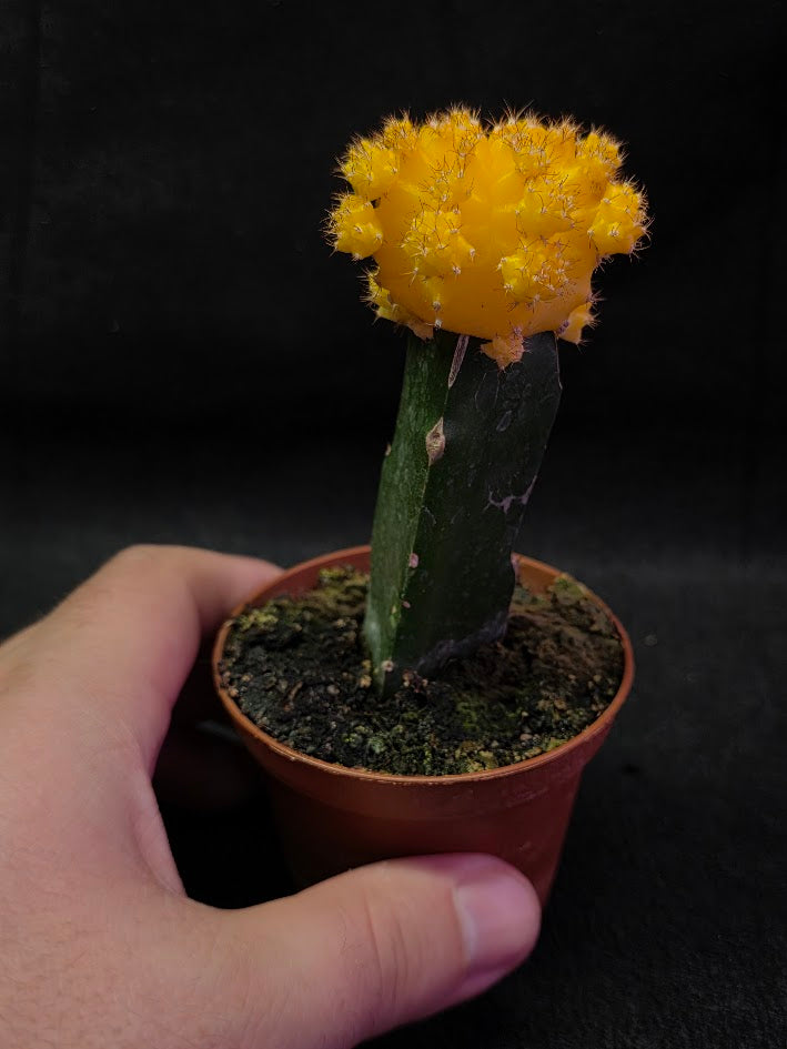 Moon Cactus #02