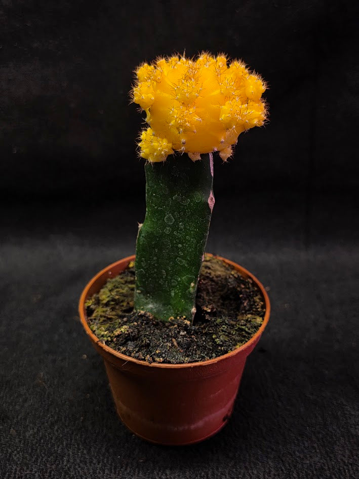 Moon Cactus #02