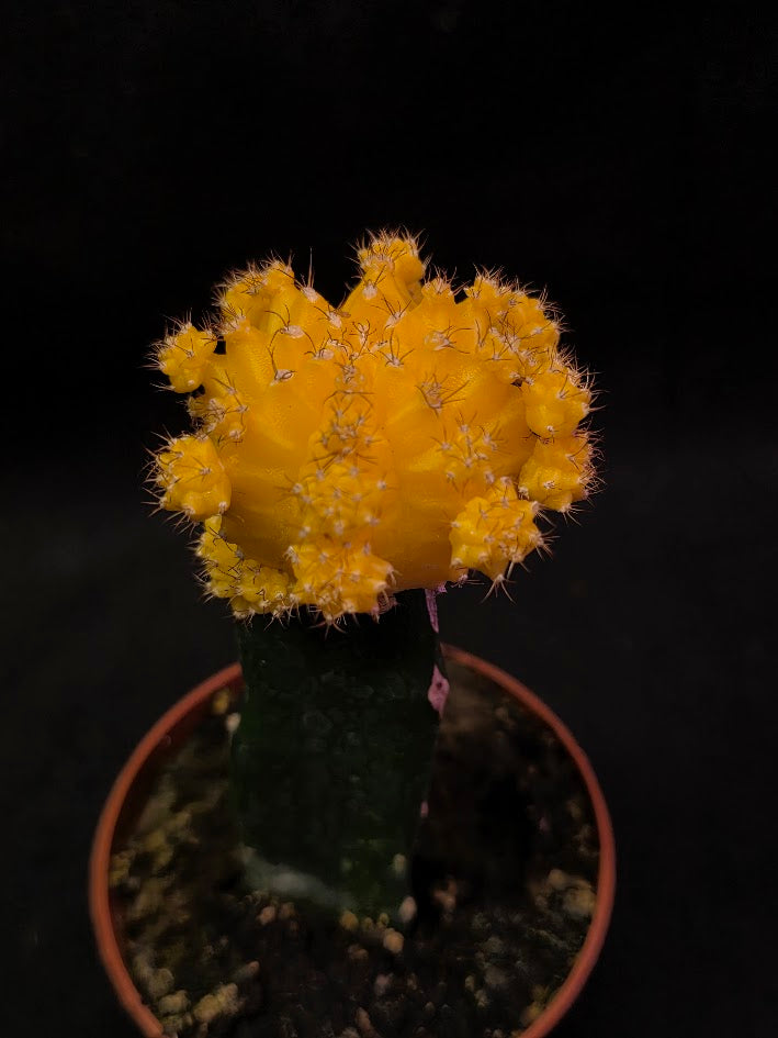 Moon Cactus #02