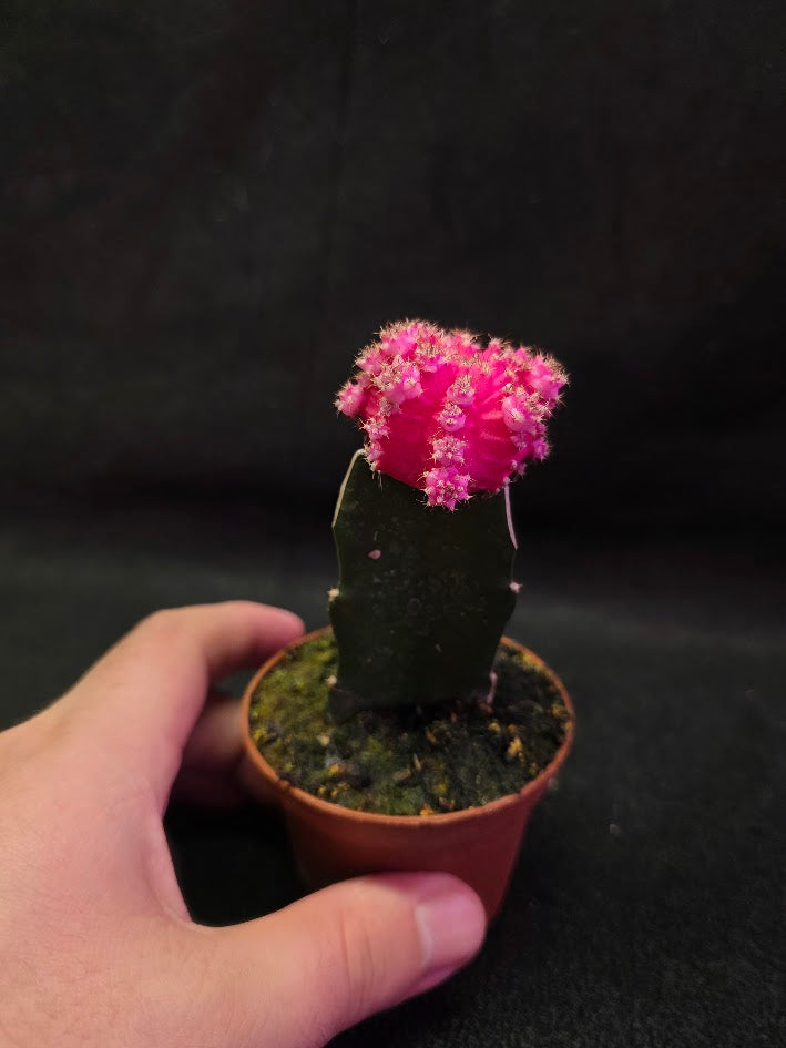 Moon Cactus #03