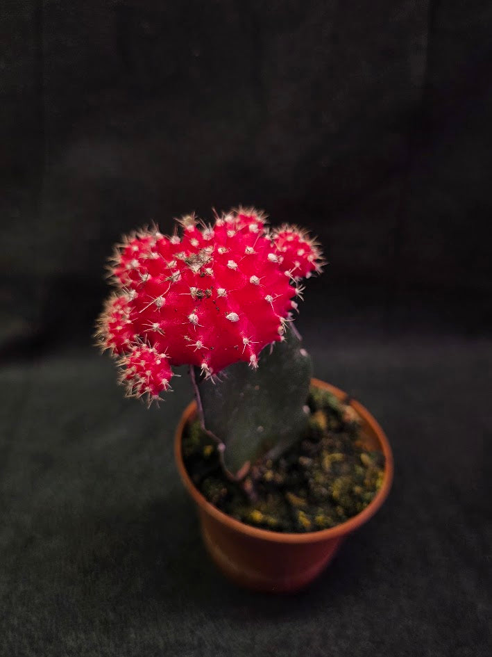 Moon Cactus #04
