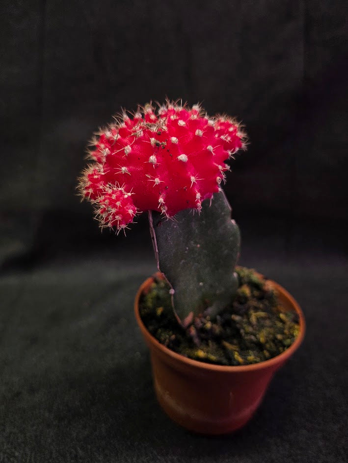 Moon Cactus #04