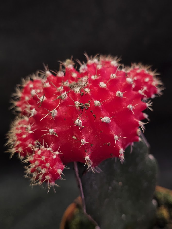 Moon Cactus #04