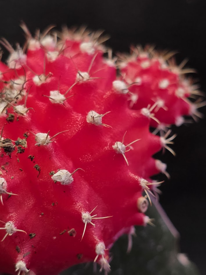 Moon Cactus #04