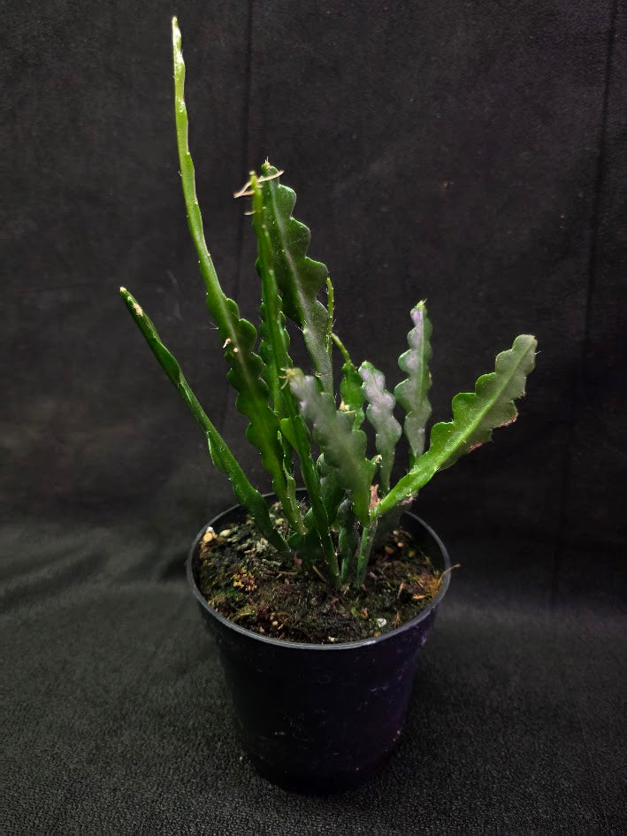 Fishbone Cactus #01