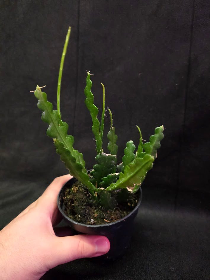 Fishbone Cactus #01