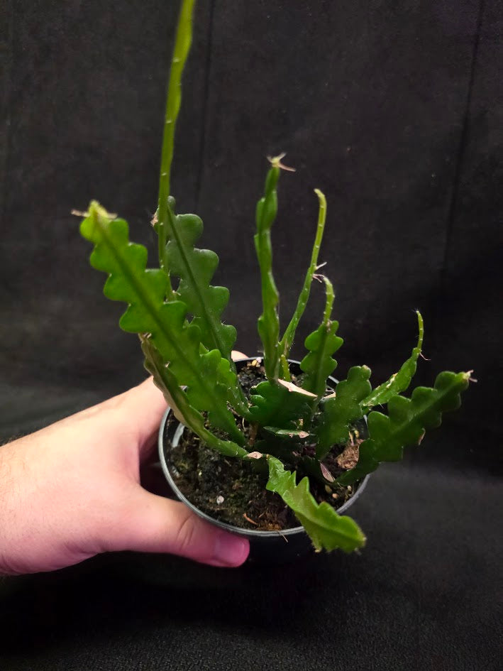 Fishbone Cactus #01