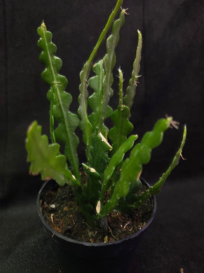 Fishbone Cactus #01